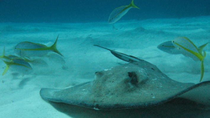 Rays (157)_597